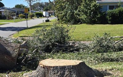 Stump Grinding in Melbourne, FL: East Coast Arbor Pro’s Oak Tree Removal Success