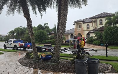 Tree Removal Rockledge, FL | Certified Arborist Case Study