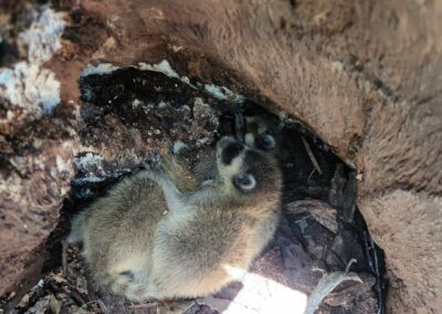 Baby raccoons sleeping in the cavity of a oak tree - ECAp