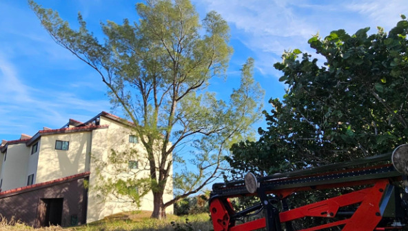 Before Oak Tree Removal in Satellite Beach, FL