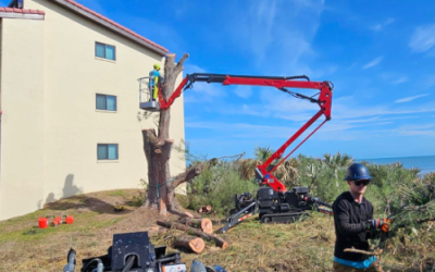 East Coast Arbor Pro, Inc. Delivers Seamless Commercial Oak Tree Removal for Satellite Beach Apartment Complex