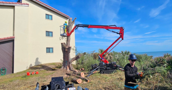 During Oak Tree Removal in Satellite Beach, FL