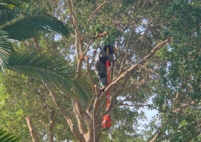 East Coast Arbor Pro - At Work