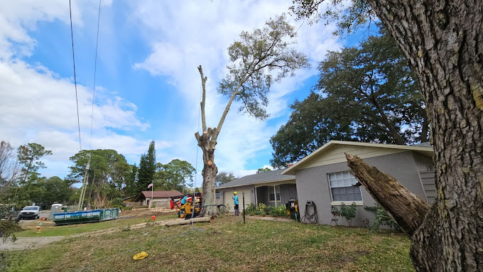 ISA Certified Arborist in Palm Bay FL