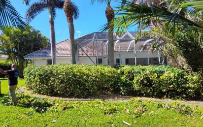 Multiple Palm Tree Trimming and Shaping for a Melbourne Homeowner