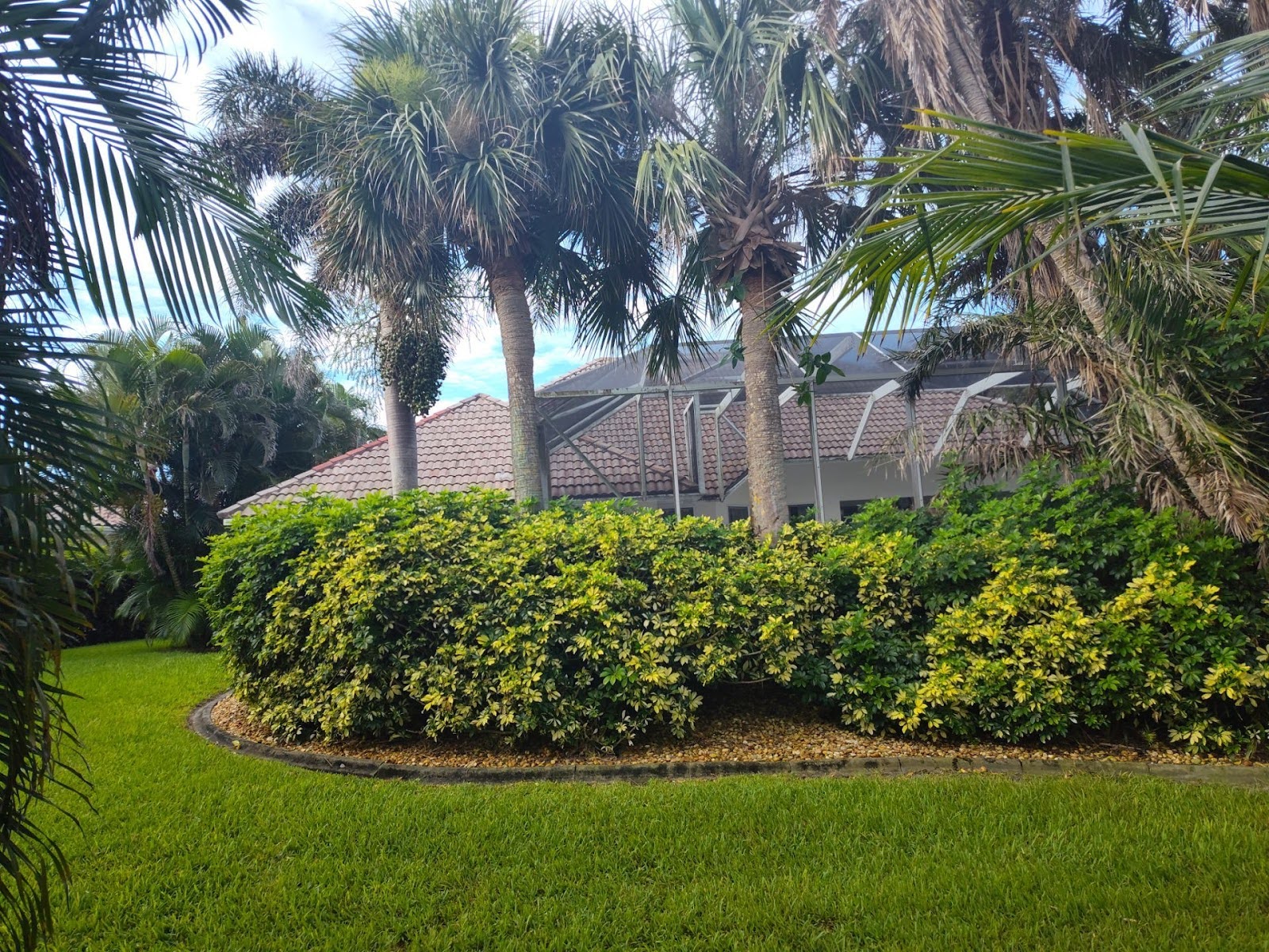 Palm Tree Trimming and Shaping for a Melbourne