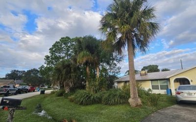 Maximizing Curb Appeal: A Tree Removal Service Case Study in Brevard County, FL