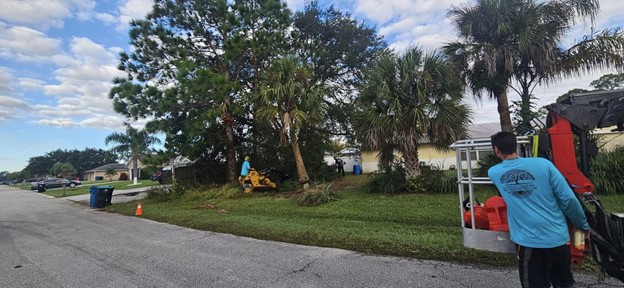 Tree Removal Brevard County