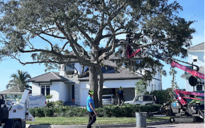 Melbourne FL Tree Transformation: Live Oak Trimming & Tropical Planting