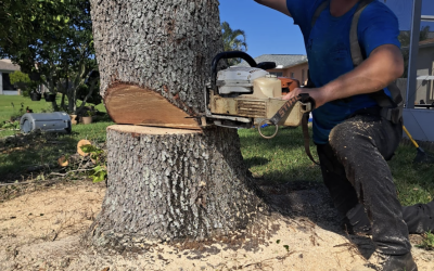 Transforming Landscapes: East Coast Arbor Pro’s Expert Tree Removal and Stump Grinding in Merritt Island, FL