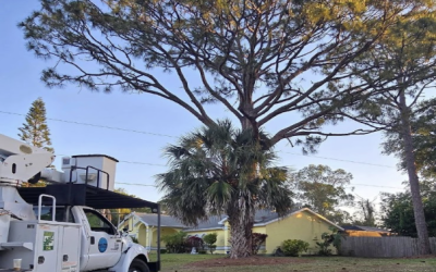 Safe Sugar Gum Tree Removal & Stump Grinding by East Coast Arbor Pro in Cocoa Beach, FL