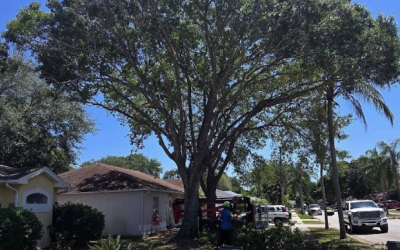 Professional Palm Tree Removal & Stump Grinding by East Coast Arbor Pro in Palm Bay, FL