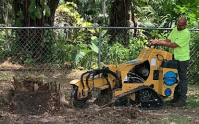 Out With the Old and In With the New After Stump Grinding and Removal Services in Melbourne, Florida
