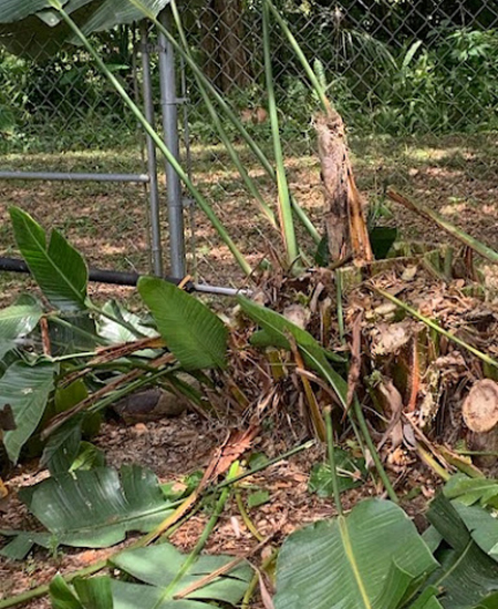 Stump Grinding in Melbourne
