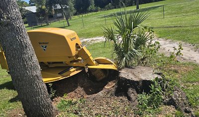 How East Coast Arbor Pro Transformed a Rockledge Property With Tree Stump and Root Removal