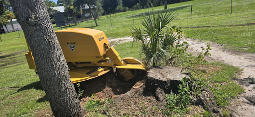 Stump and Root Removal in Rockledge