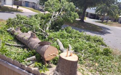 East Coast Arbor Pro’s Sweetgum Tree Removal Project for a Worried Melbourne, FL, Homeowner