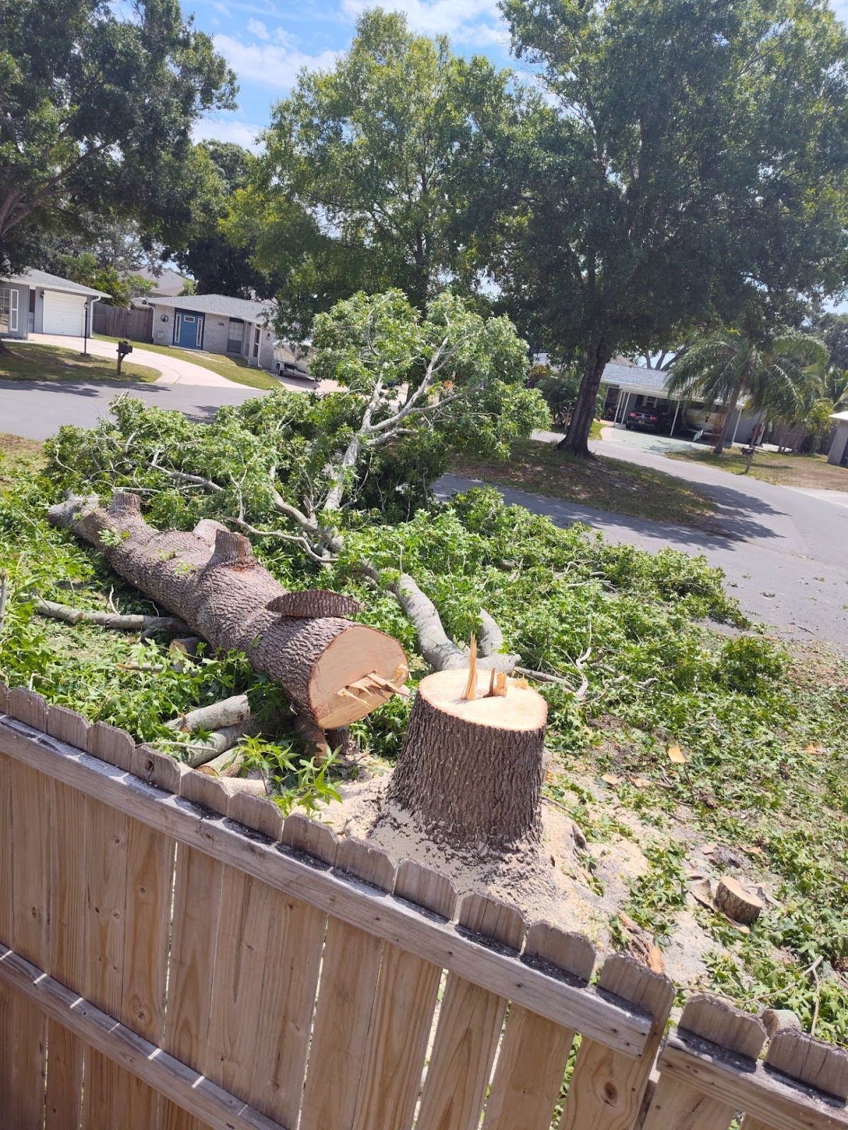 Sweet Gum Tree Removal