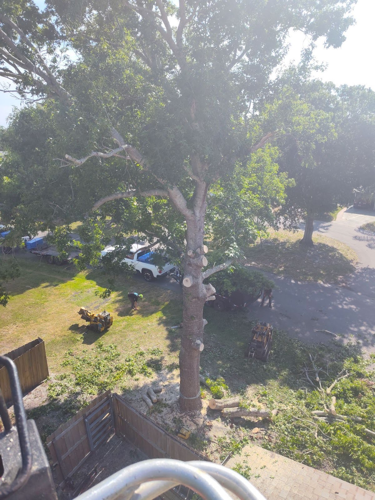 Sweet Gum Tree Removal
