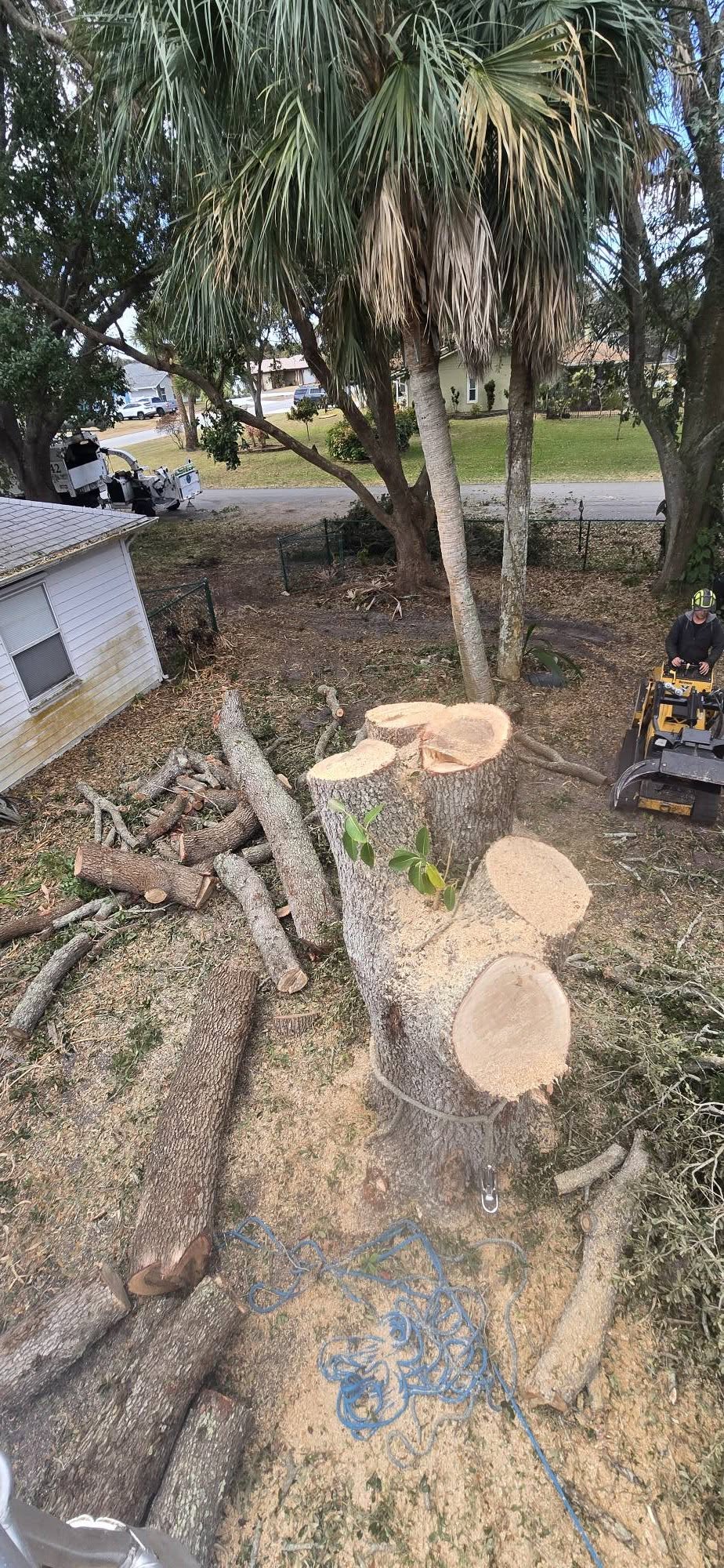 Tree Removal Cocoa