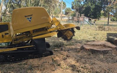How East Coast Arbor Pro Successfully Completed Tree Removal and Stump Grinding in Cocoa, FL