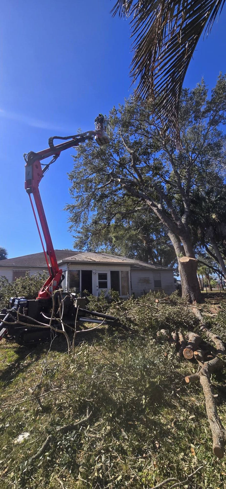 Tree Removal Cocoa