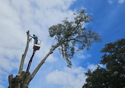 Tree Removal Palm Bay FL