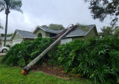 Tree Removal Services EAst Coast - East Coast Arbor Pro