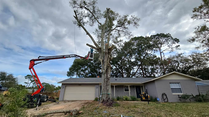 Tree Removal Services Palm Bay FL