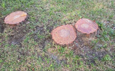 East Coast Arbor Pro Completes Pine Tree Removal Project in Melbourne, FL