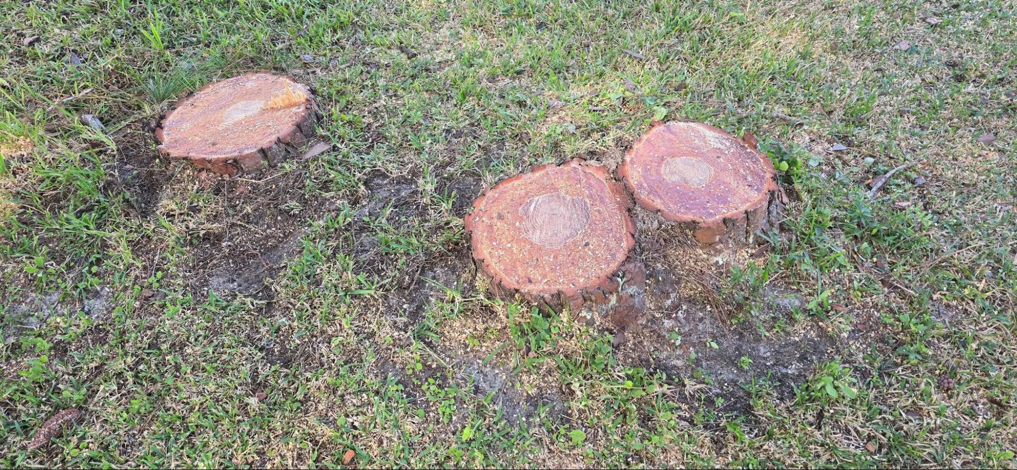 Tree Removal Services in Melbourne 2 - East Coast Arbor Pro