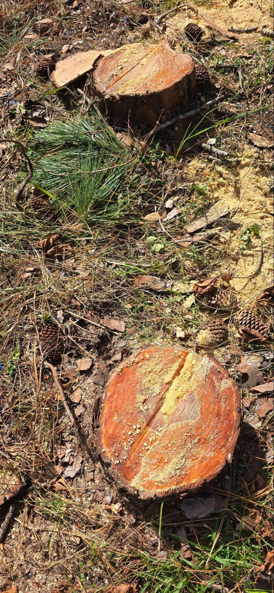 Tree Removal Services in Melbourne 3 - East Coast Arbor Pro