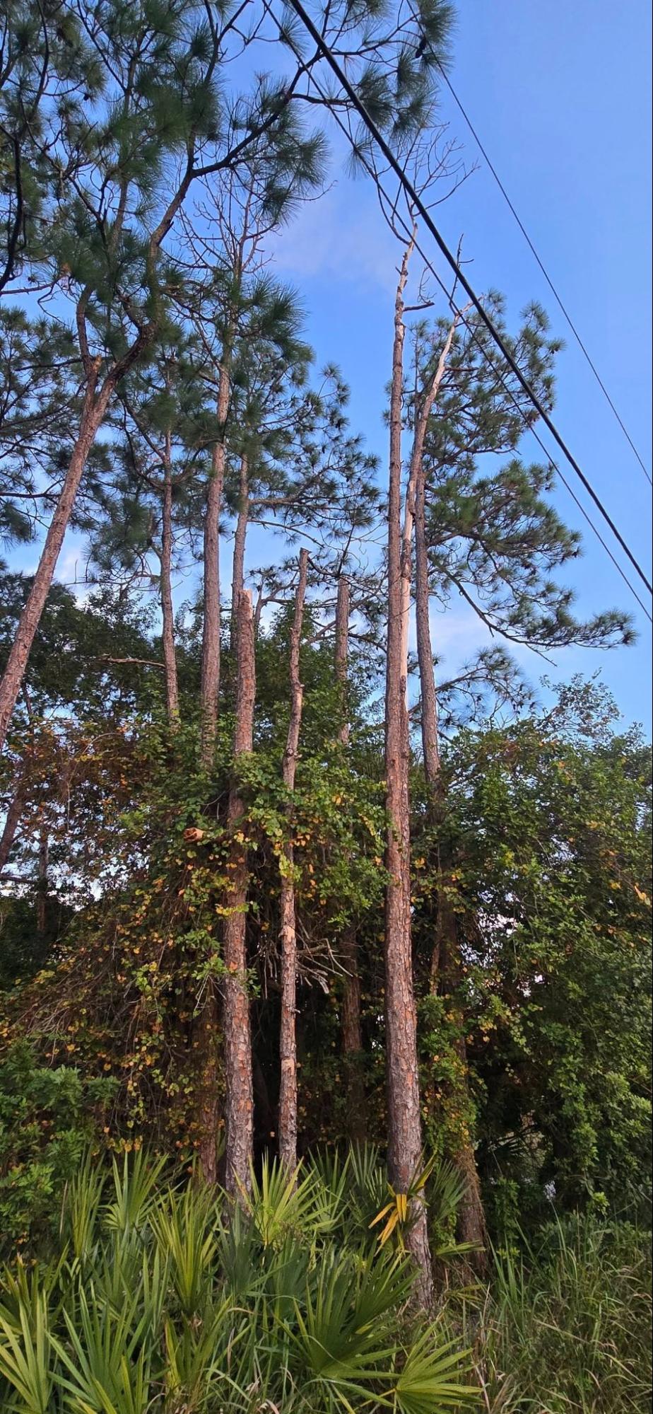 Tree Removal Services in Melbourne 4 - East Coast Arbor Pro