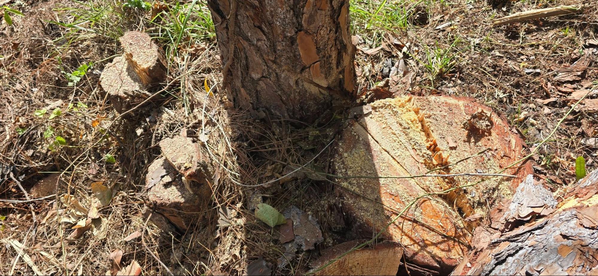Tree Removal Services in Melbourne 5 - East Coast Arbor Pro