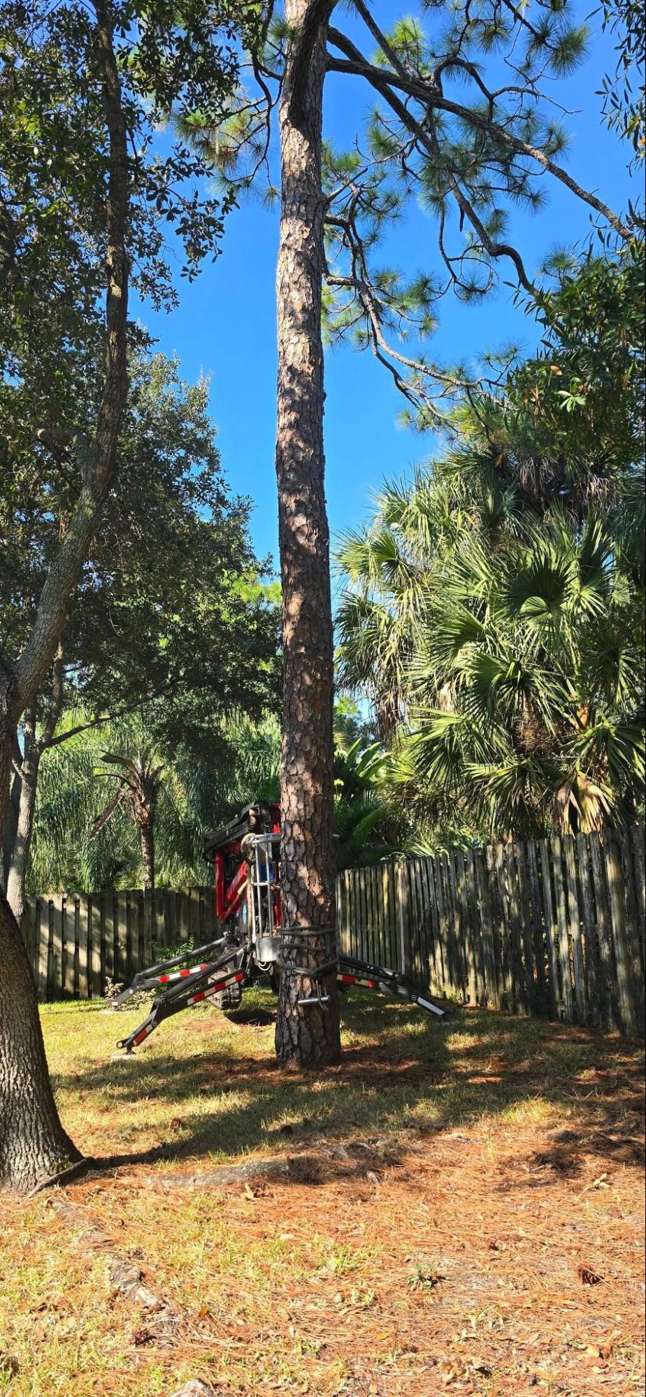Tree Removal and Stump Grinding in Cocoa