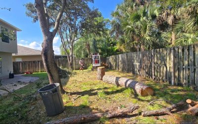 East Coast Arbor Pro’s Skillful Tree Removal and Stump Grinding in Cocoa, FL