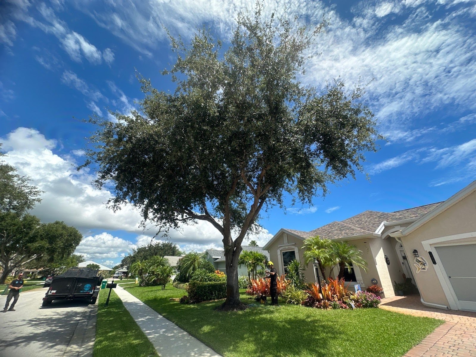Tree Removal in Sebastian, FL