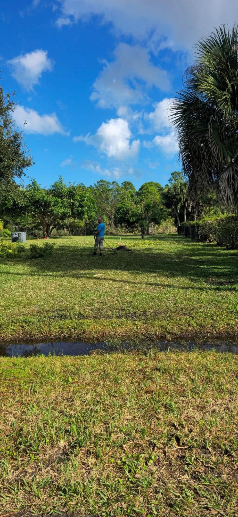 Tree Removal in Brevard County