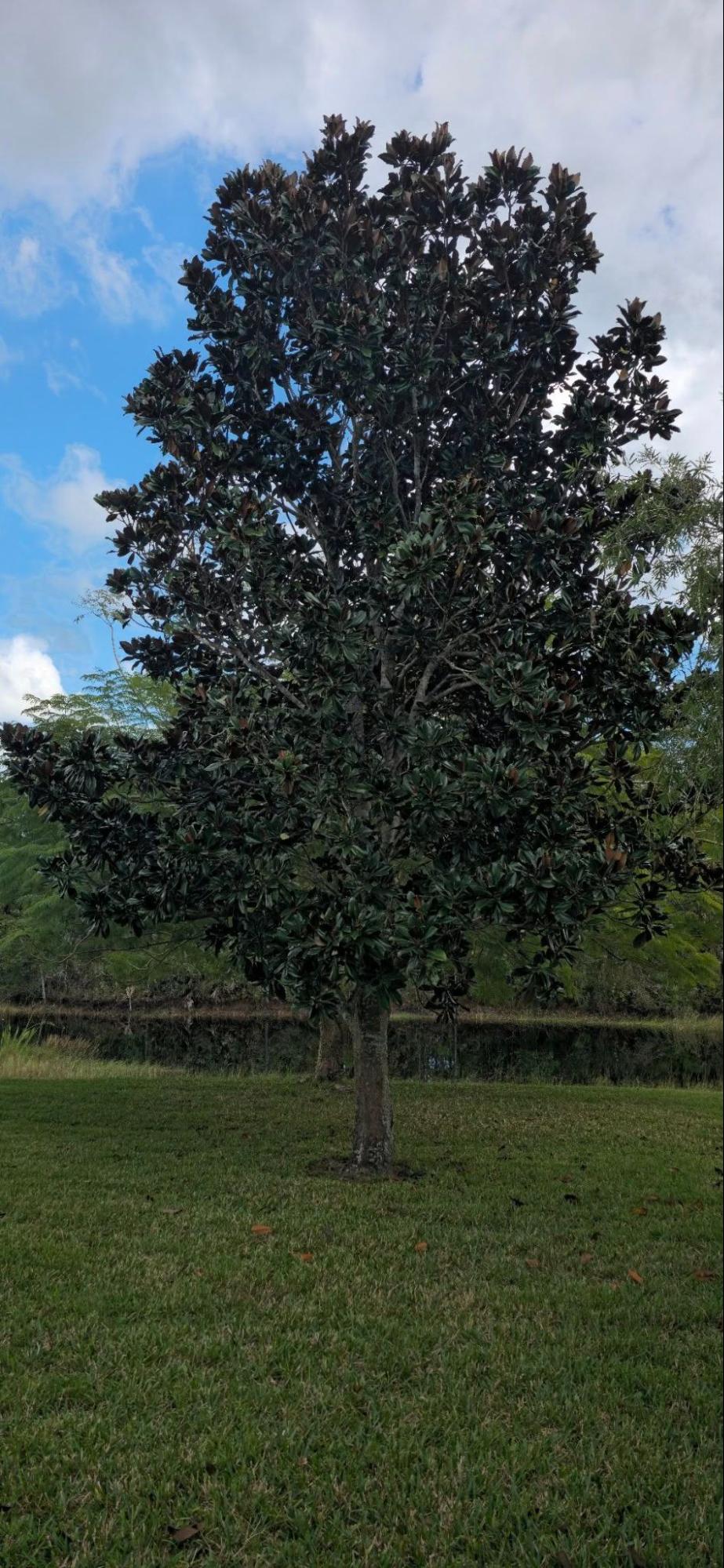 Tree Removal in Brevard County