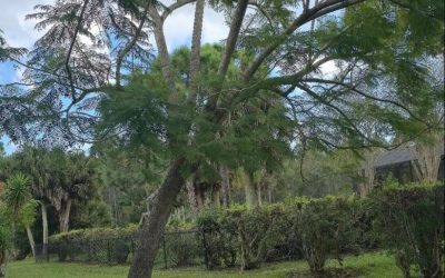 How East Coast Arbor Pro Tackled Multiple Tree Removals in Brevard County, FL