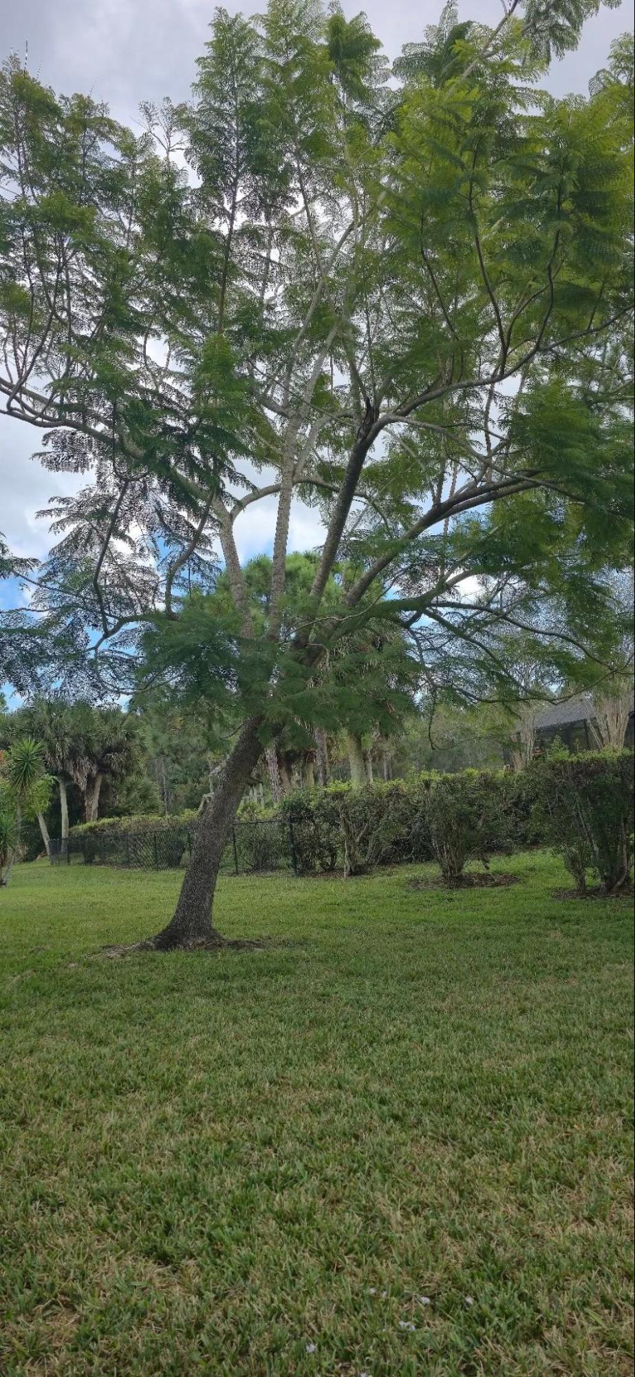 Tree Removal in Brevard County