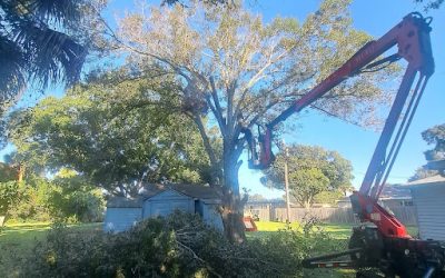East Coast Arbor Pro Tackles Tough Oak Tree Removal Project in Small Melbourne, FL, Backyard