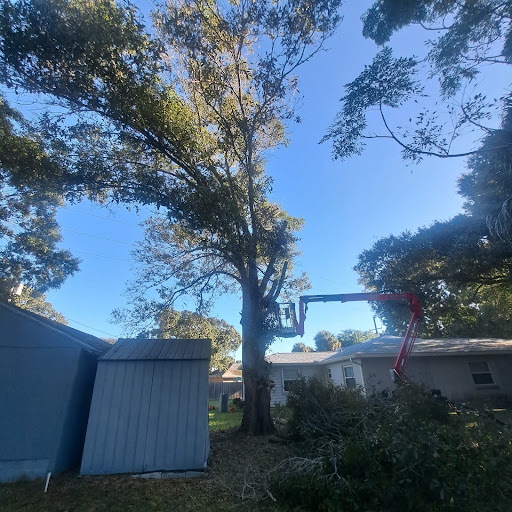 Tree Removal in Melbourne