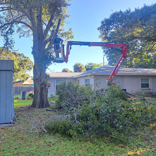 Tree Removal in Melbourne