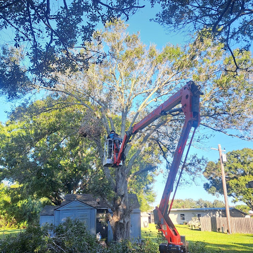 Tree Removal in Melbourne