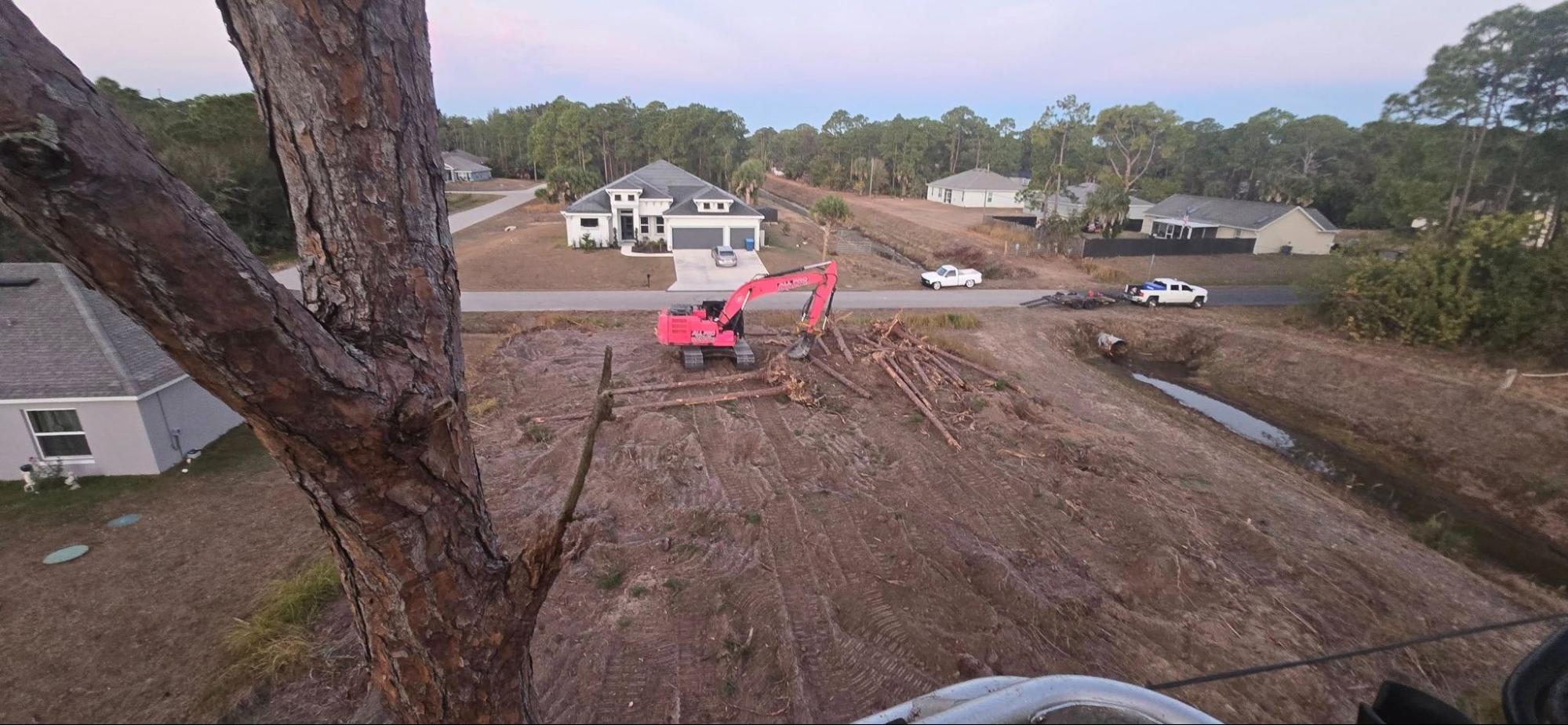 Tree Removal in Palm Bay