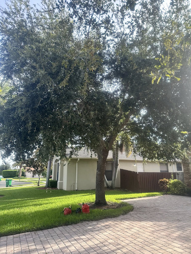 Tree Removal in Palm Bay