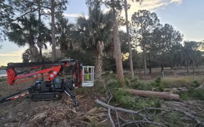 East Coast Arbor Pro Reduces Risk With Pine Tree Removal in Palm Bay, FL