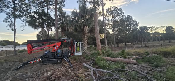 Tree Removal in Palm Bay