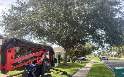 Double Tree Removal in Palm Bay, FL, by East Coast Arbor Pro